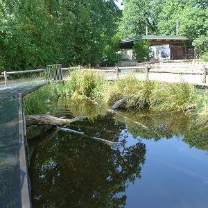 European pond turtle exhibit -Zoodyssée (2025)