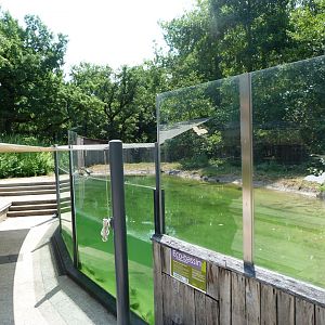 Eurasian otter underwater viewing -Zoodyssée (2025)