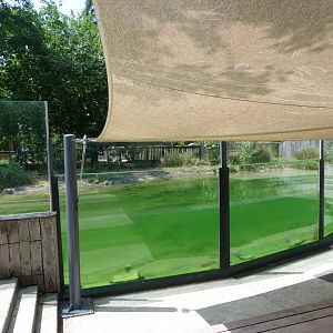 Eurasian otter underwater viewing -Zoodyssée (2025)