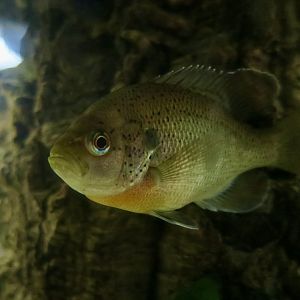 Spotted Sunfish (Lepomis punctatus)