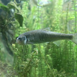 Striped Shiner (Luxilus chrysocephalus) - elderly male