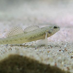 Johnny Darter (Etheostoma nigrum)