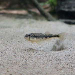 Blackside Darter (Percina maculata)