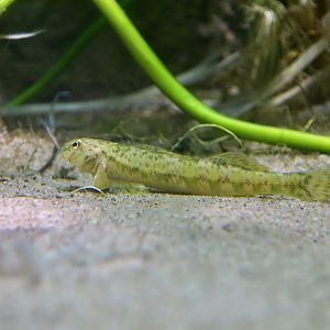 Greenside Darter (Etheostoma blennioides)