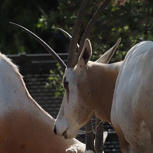Scimitar-Horned Oryx
