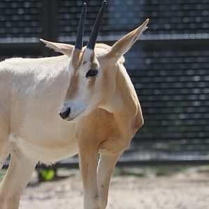 Scimitar-Horned Oryx Calf