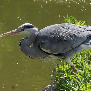 Gray Heron (Wild) 1