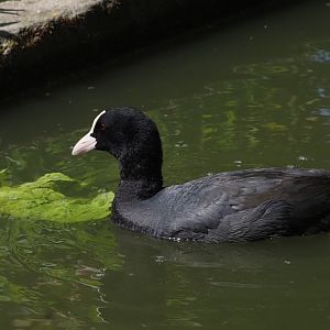 Eurasian Coot (Wild)