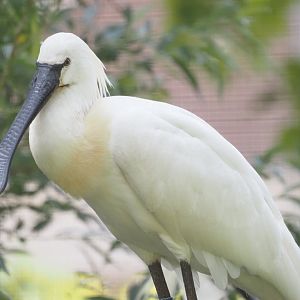 Eurasian Spoonbill 1