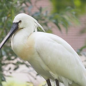 Eurasian Spoonbill 2