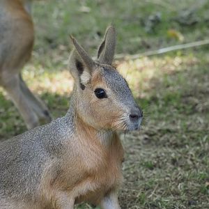 Patagonian Cavy