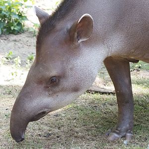 Lowland Tapir 1