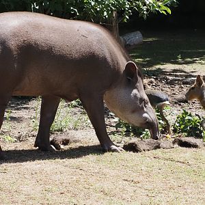 Lowland Tapir and Patagonian Cavies