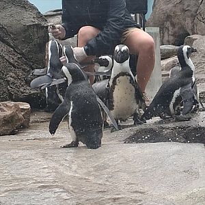 African penguins being fed as others run away at the national aviary