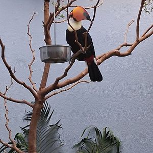 Toco toucan shows how thin it's beak is