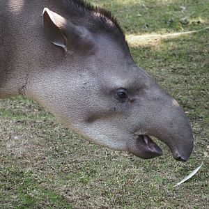 Lowland Tapir 2