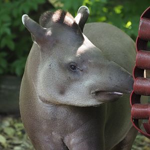 Lowland Tapir 3