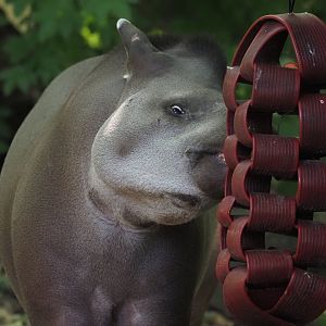 Lowland Tapir 4