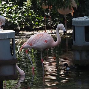 Chilean Flamingos and Pomeranian Duck (Possibly Wild)