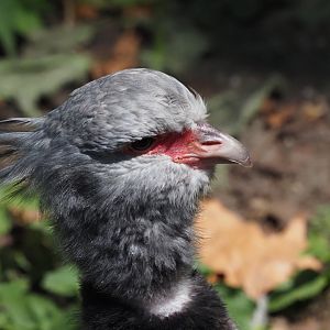 Southern Screamer