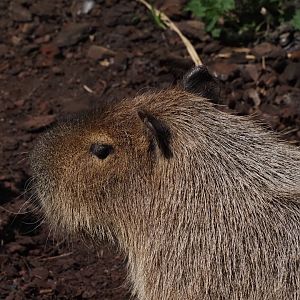 Capybara