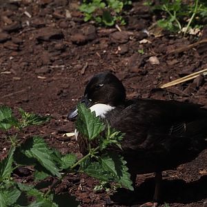 Pomeranian Duck (Possibly Wild)