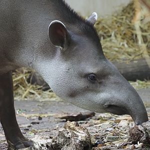 Lowland Tapir 5