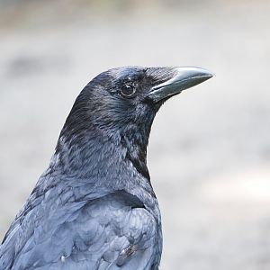 Carrion Crow (Wild)
