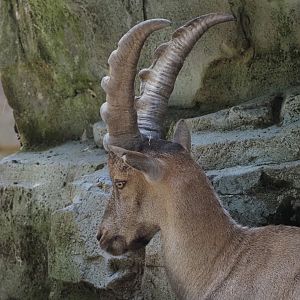 Alpine Ibex 1