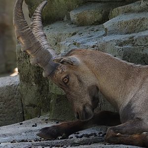 Alpine Ibex 2