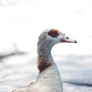Egyptian Goose (Wild)