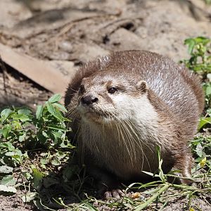 Asian Small-Clawed Otter