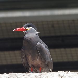 Inca Tern 1