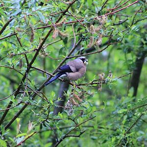 female Grey-headed Bullfinch (Pyrrhula erythaca)