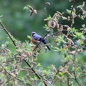 male Grey-headed Bullfinch (Pyrrhula erythaca)