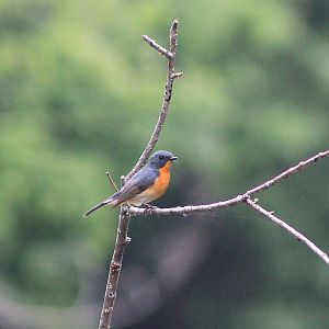 Slaty-backed Flycatcher (Ficedula erithacus)