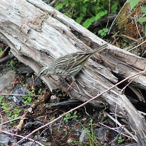 Rosy Pipit (Anthus roseatus)