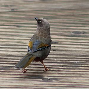 Elliot's Laughing Thrush (Trochalopteron elliottii)