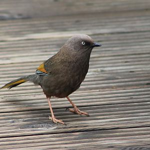Elliot's Laughing Thrush (Trochalopteron elliottii)