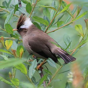 White-collared Yuhina (Parayuhina diademata)