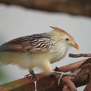 Guira Cuckoo