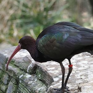 Puna Ibis