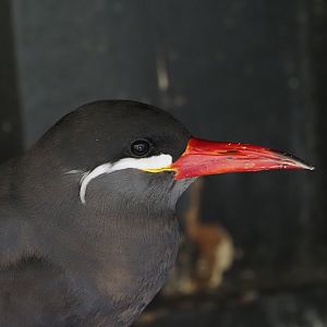 Inca Tern 2