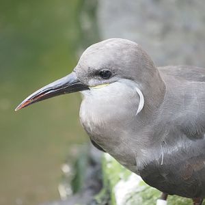 Inca Tern 3