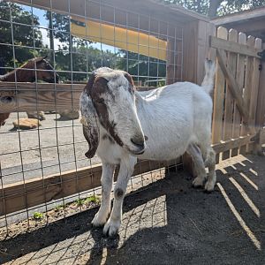 Boer Goat