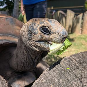 Aldabra Tortoise