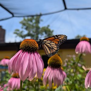 Monarch Butterfly