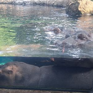 Nile Hippo family at the window at the cincinnati zoo