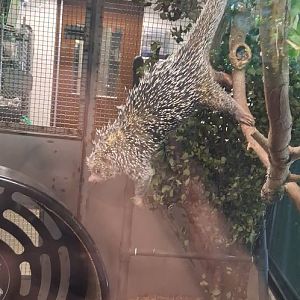 Rico the prehencile tailed porcupine stretches out for a sniff at his hamster wheel