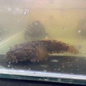 grunting toadfish (allenbatrachus grunniens) (2)
